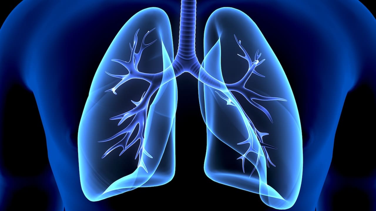 肺の画像